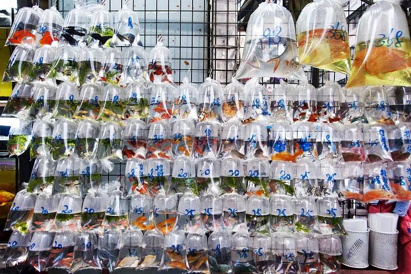 最好养的观赏鱼冷水鱼有哪些中型,冷水鱼有哪些观赏鱼比较好看