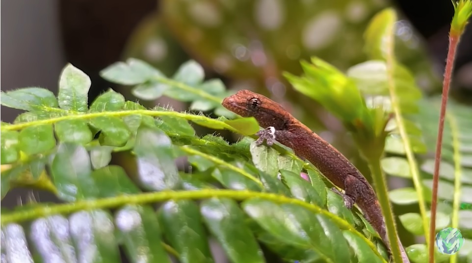 美国小哥在卧室建出一缸热带雨林，食物链环环相扣，太强了
