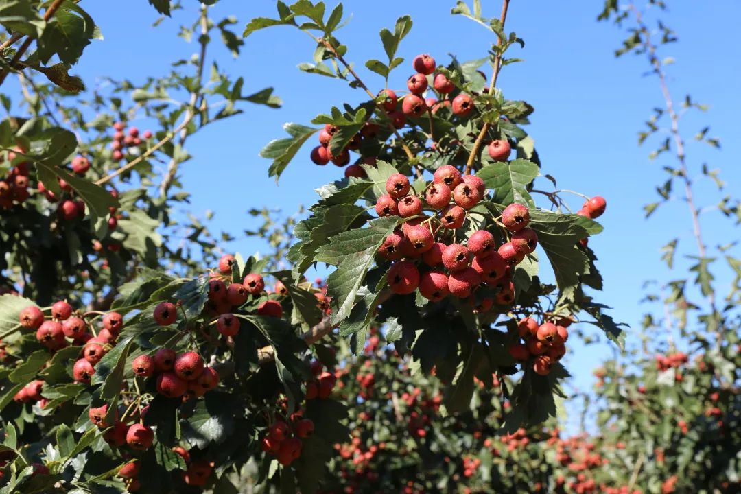 莱芜高庄旅游,莱芜高庄一日游玩攻略