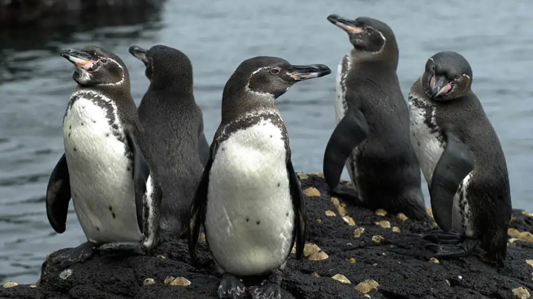 北极为何没有企鹅？80多年前放养在北极的69只企鹅，是何结局？