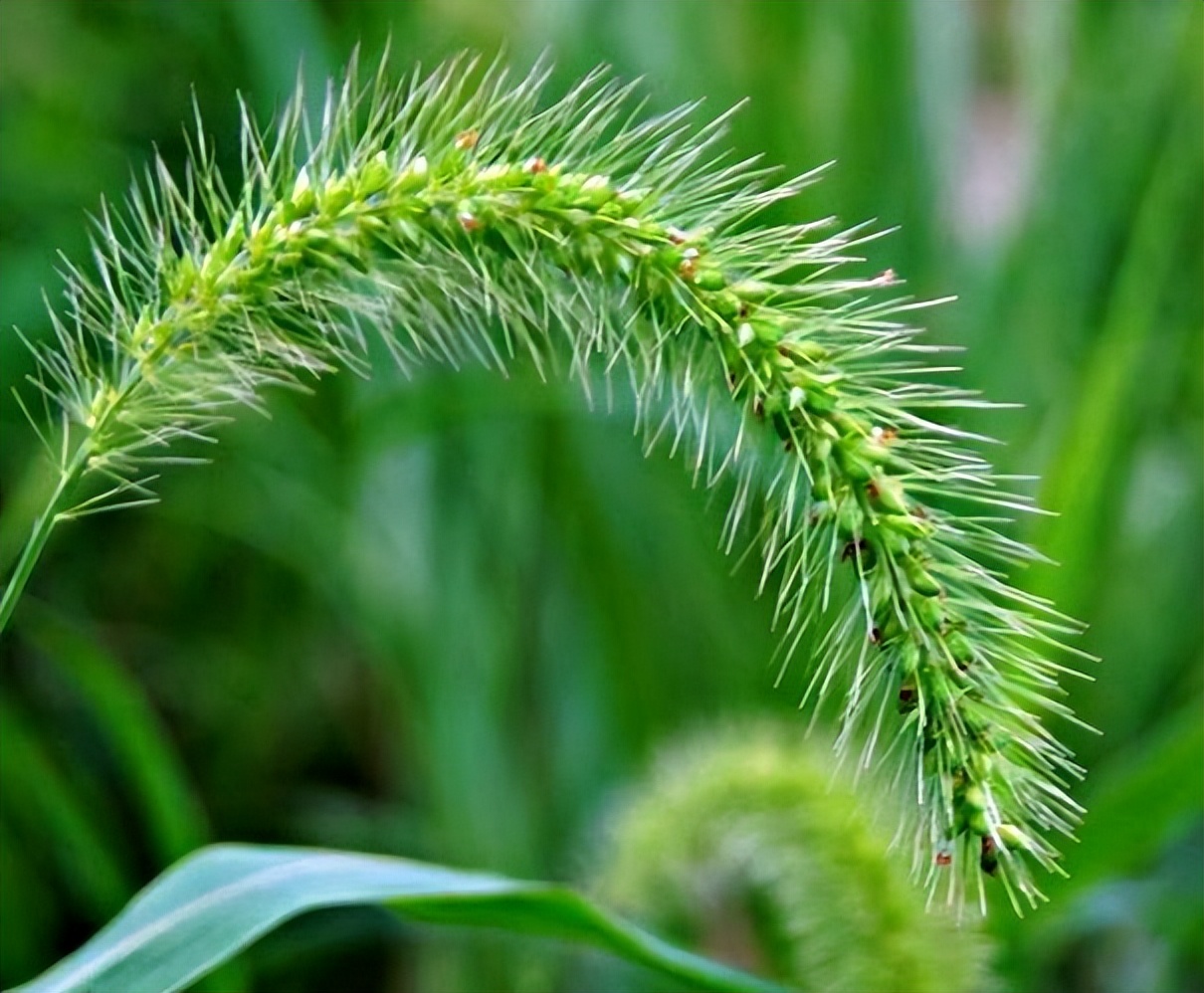 狗尾巴草哪部分可煮水喝,狗尾巴草煮水喝的功效及传说