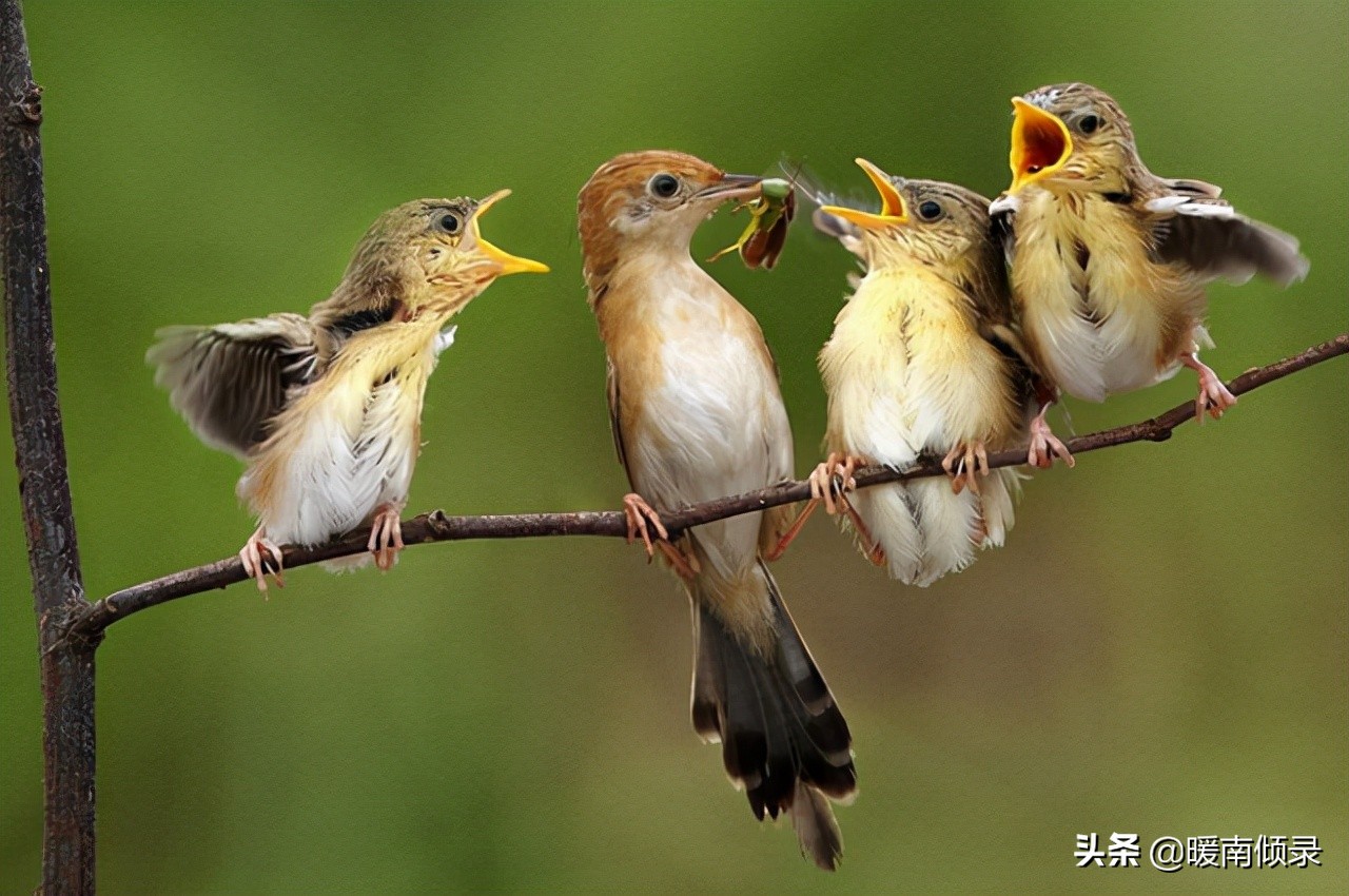 三种鸟进屋好指的是哪三种,三鸟进家门家中出贵人是哪三鸟