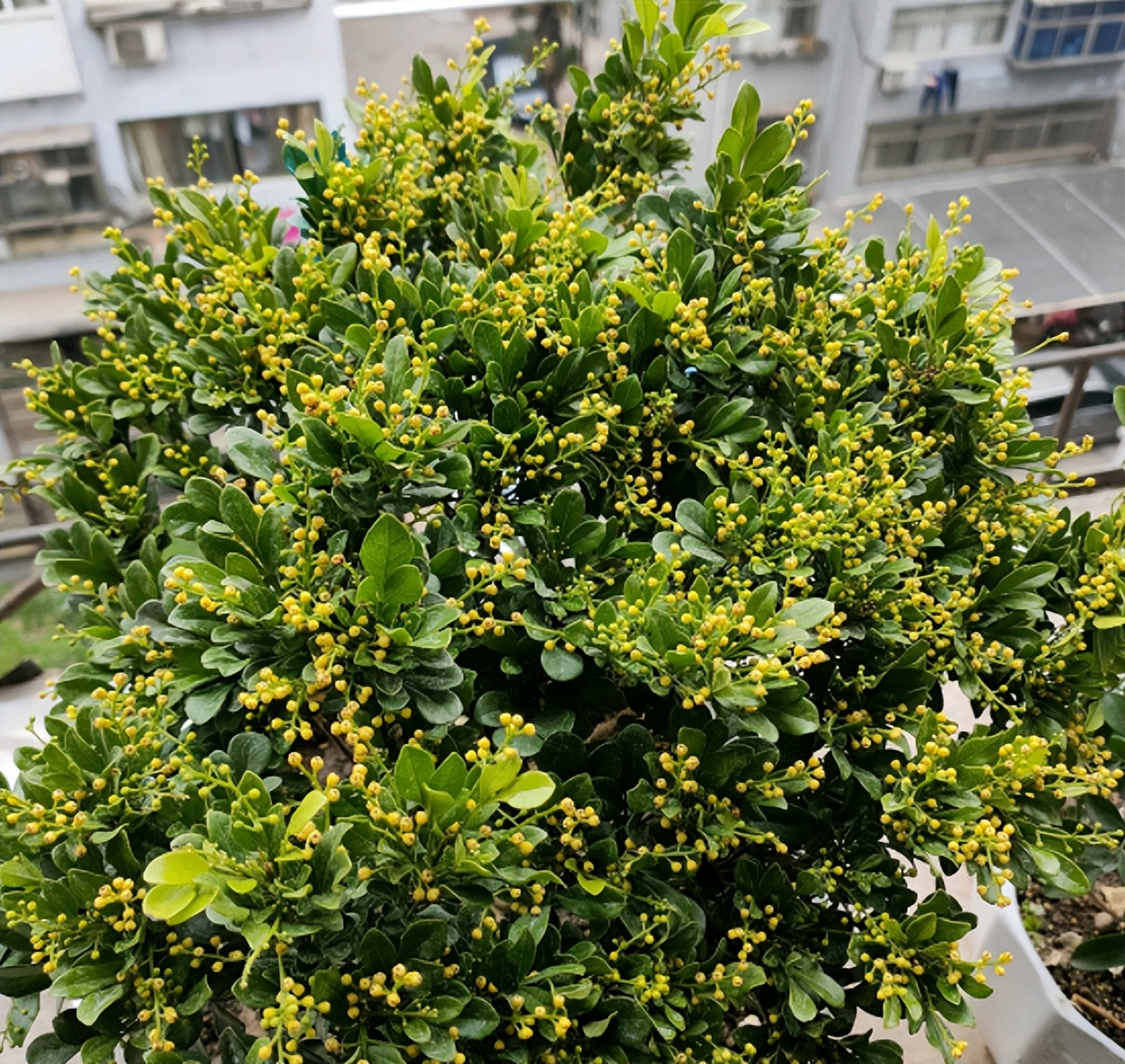 家庭盆栽喜酸的植物,盆栽土壤变酸最快的方法
