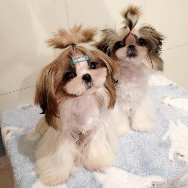 新手养狗适合养什么狗小型,养狗推荐品种小型犬便宜