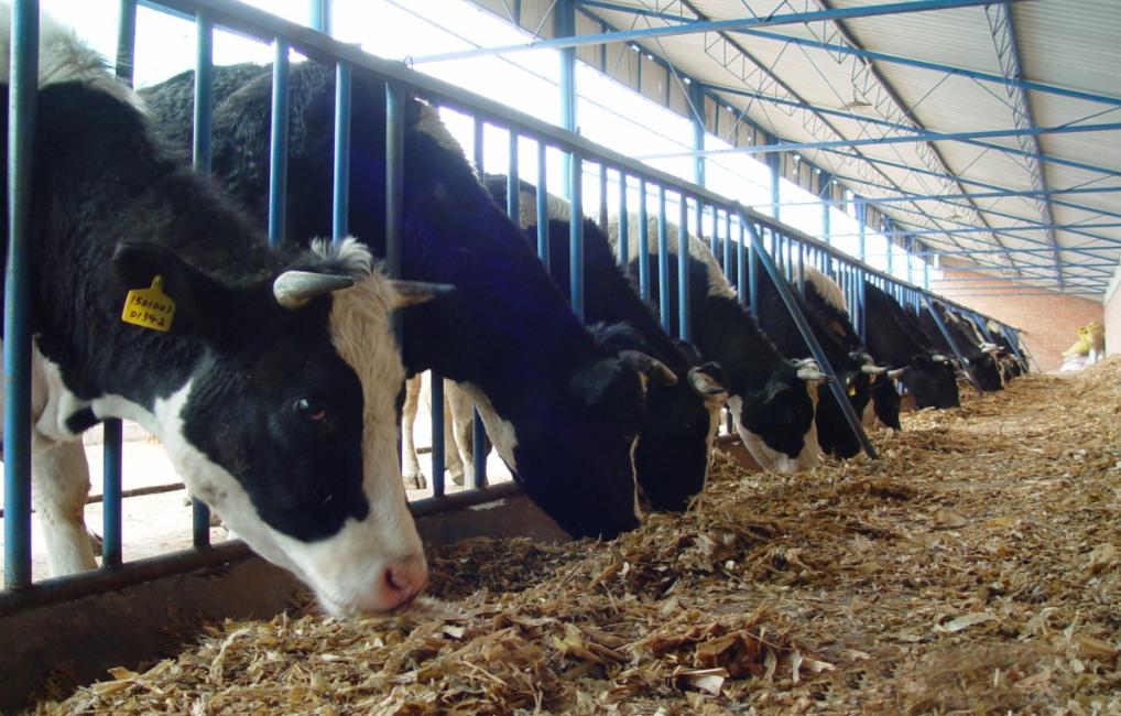 奶牛酸中毒怎么治疗最有效,奶牛瘤胃怎么改善