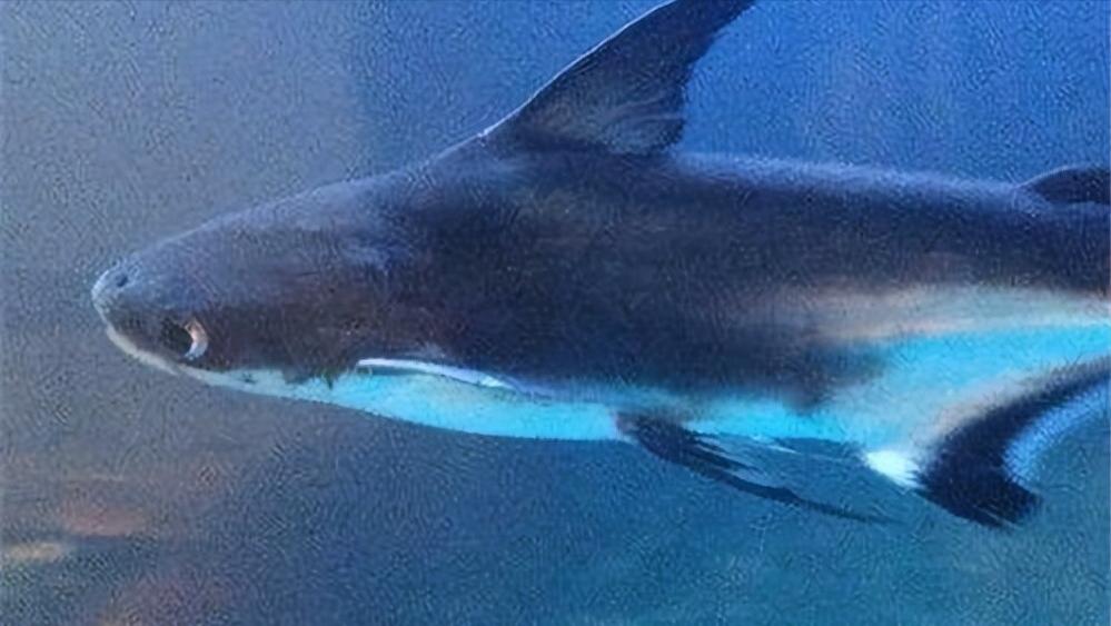 小型淡水观赏鲨鱼饲养方法,淡水鲨鱼有人工养殖的吗