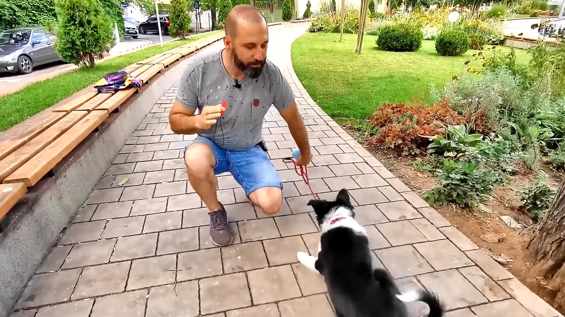 牧羊犬遭受狼群袭击,牧羊犬为什么叛变加入狼群