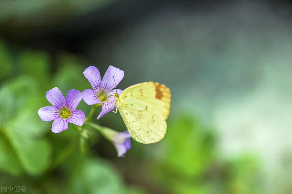 红花酢浆草11月,红花酢浆草春天翻盆时间