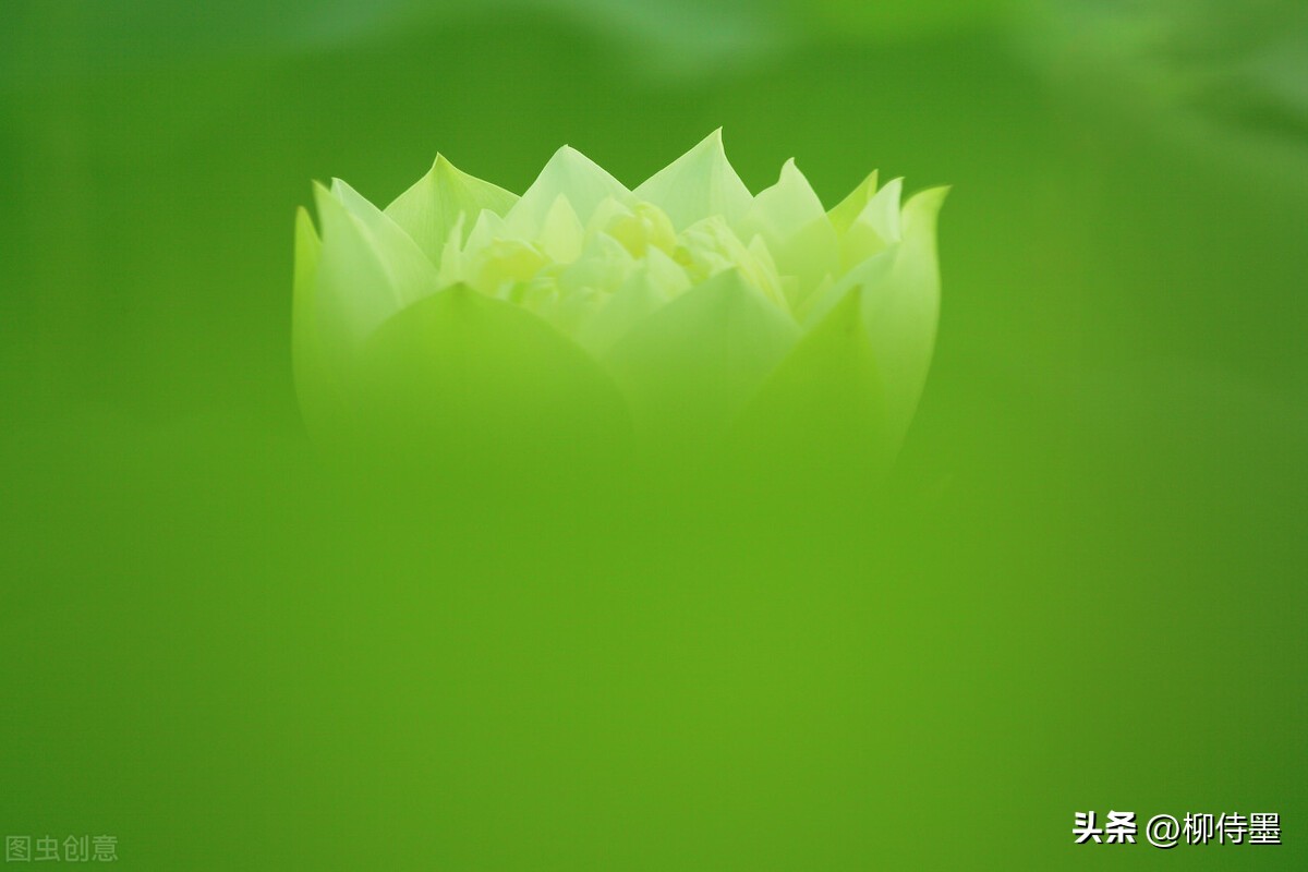 荷花摄影拍摄教程,荷花如何拍照拍出高级感