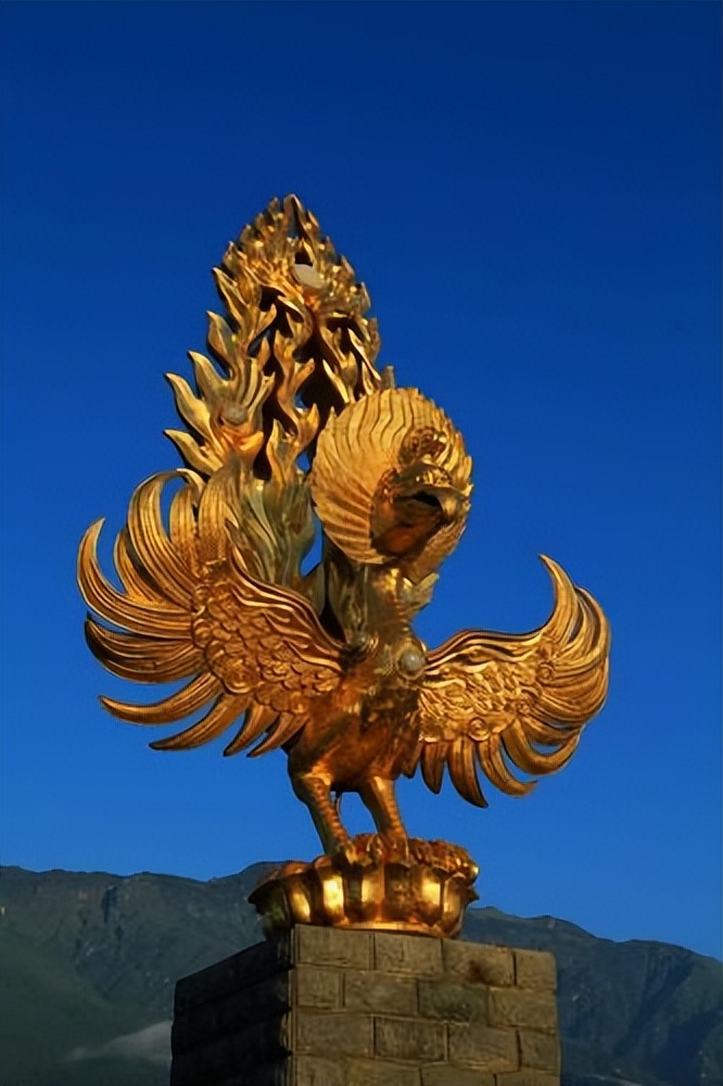 金翅鸟图像分析,金翅鸟视频大全