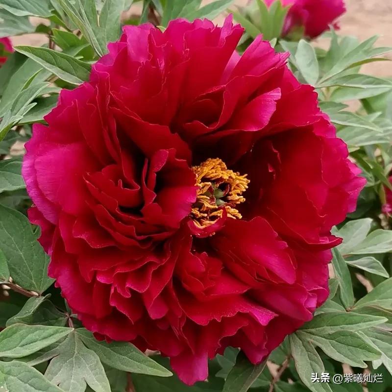 花王牡丹品鉴,花王草木清香