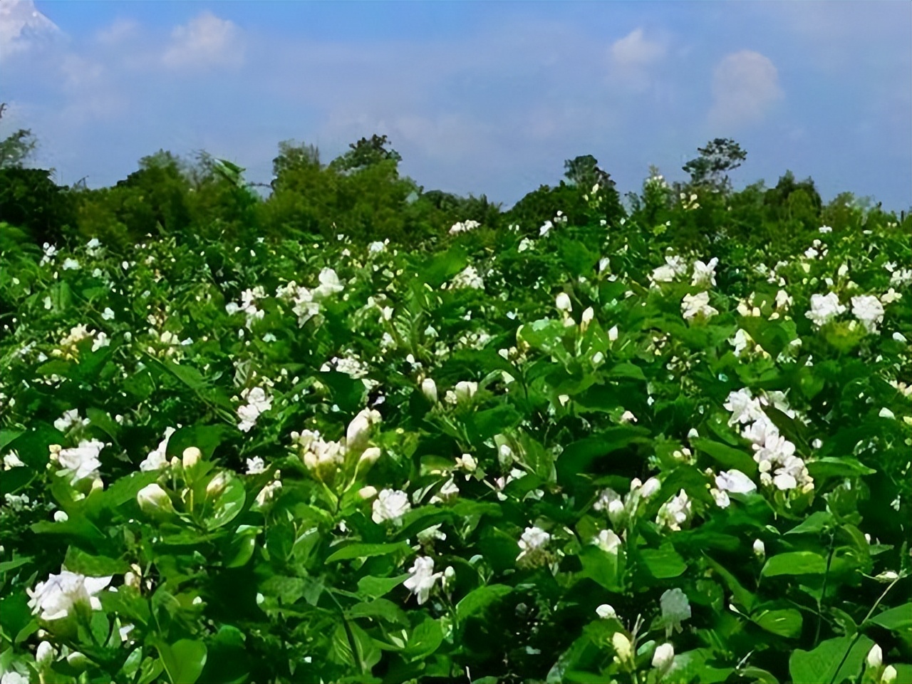 80多岁老爷子为初恋，种了满院的茉莉花，每次花开，都是一种浪漫