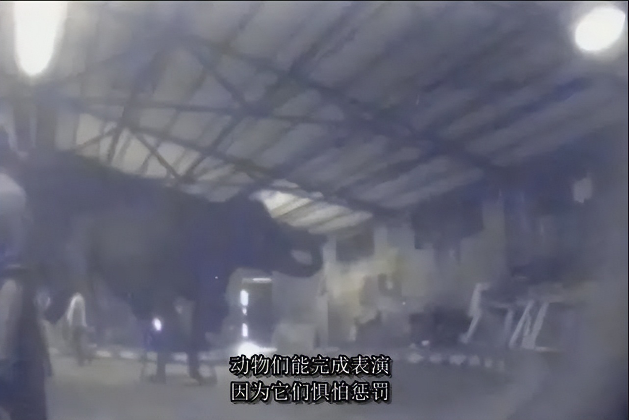 泰国大象发怒伤人视频,泰国大象杀死主人后逃走