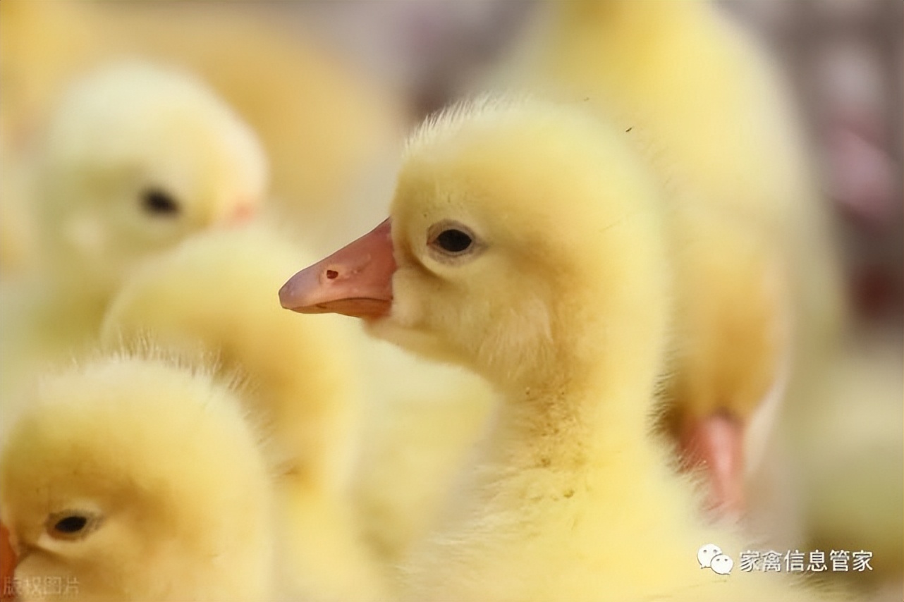 小鹅关节肿怎么治,鹅痛风腿关节肿该怎么办