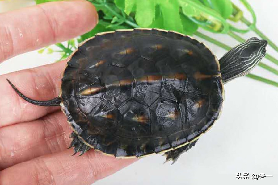 新手养龟的基本知识,入门养龟用什么龟缸