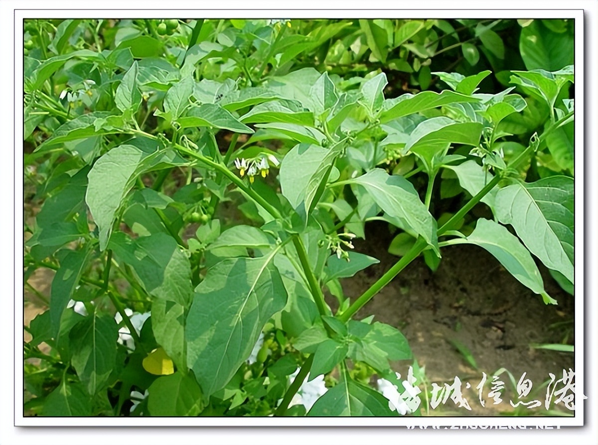 冠县常见野生保护植物,诸城野生动物排名