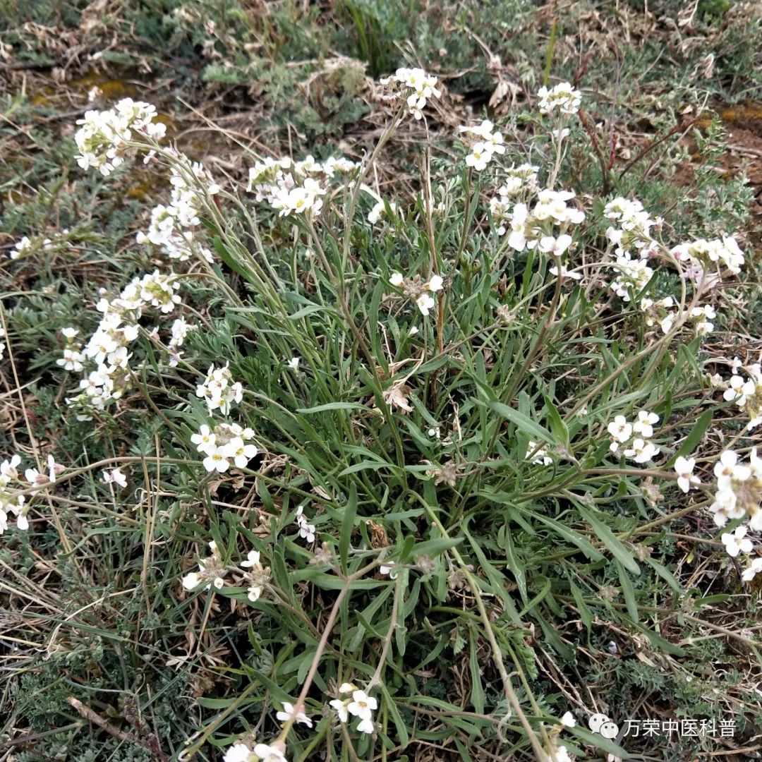 植物幼苗的发展过程详细,植物的幼苗在生长过程中