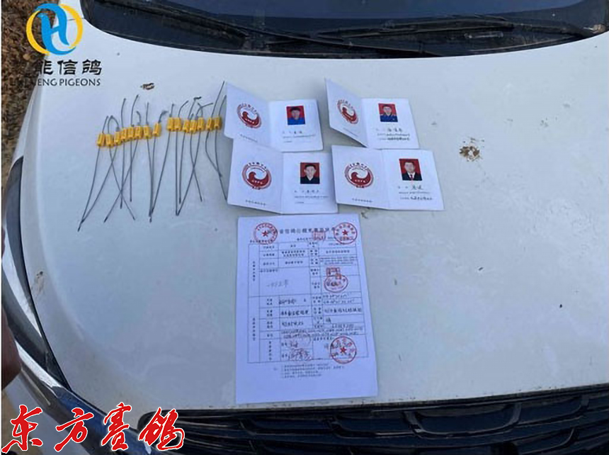 21年惠能秋棚决赛获奖鸽照片,慧能信鸽秋棚直播