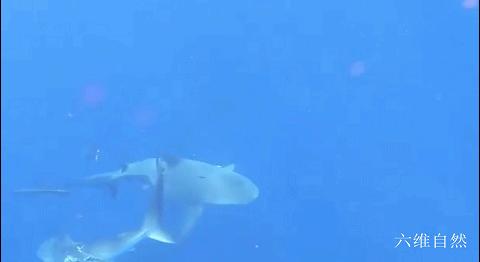 西班牙将一条黑鳍鲨放归海洋，却被其它鲨鱼攻击，被啃半个鲨鱼身
