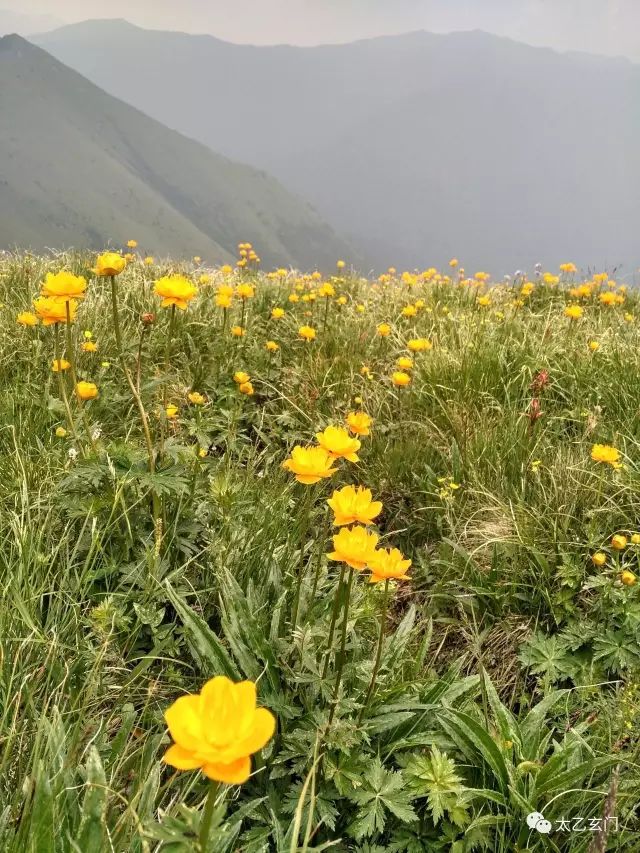 小五台山金莲花坡,小五台金莲花