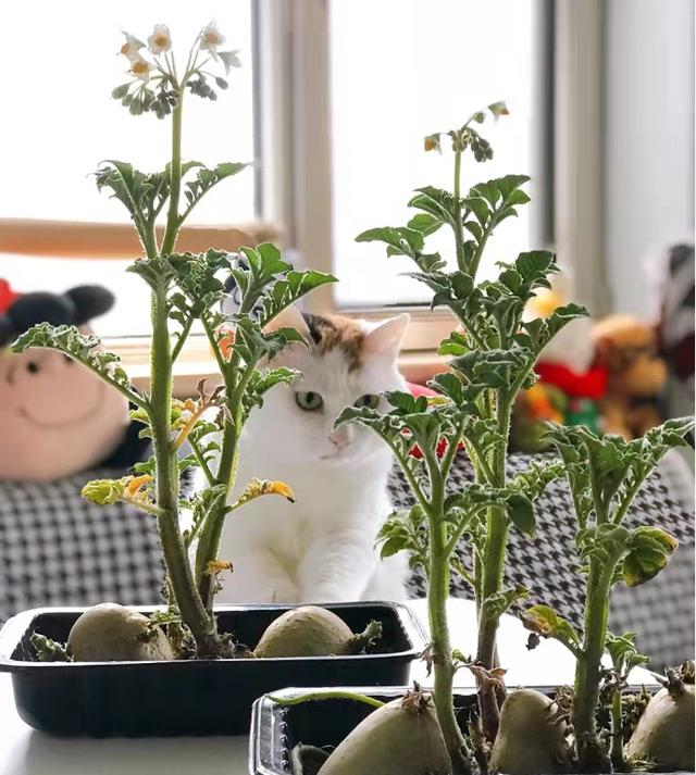 扔在水里就能活的绿植,类似绿萝扔水里就能活的植物