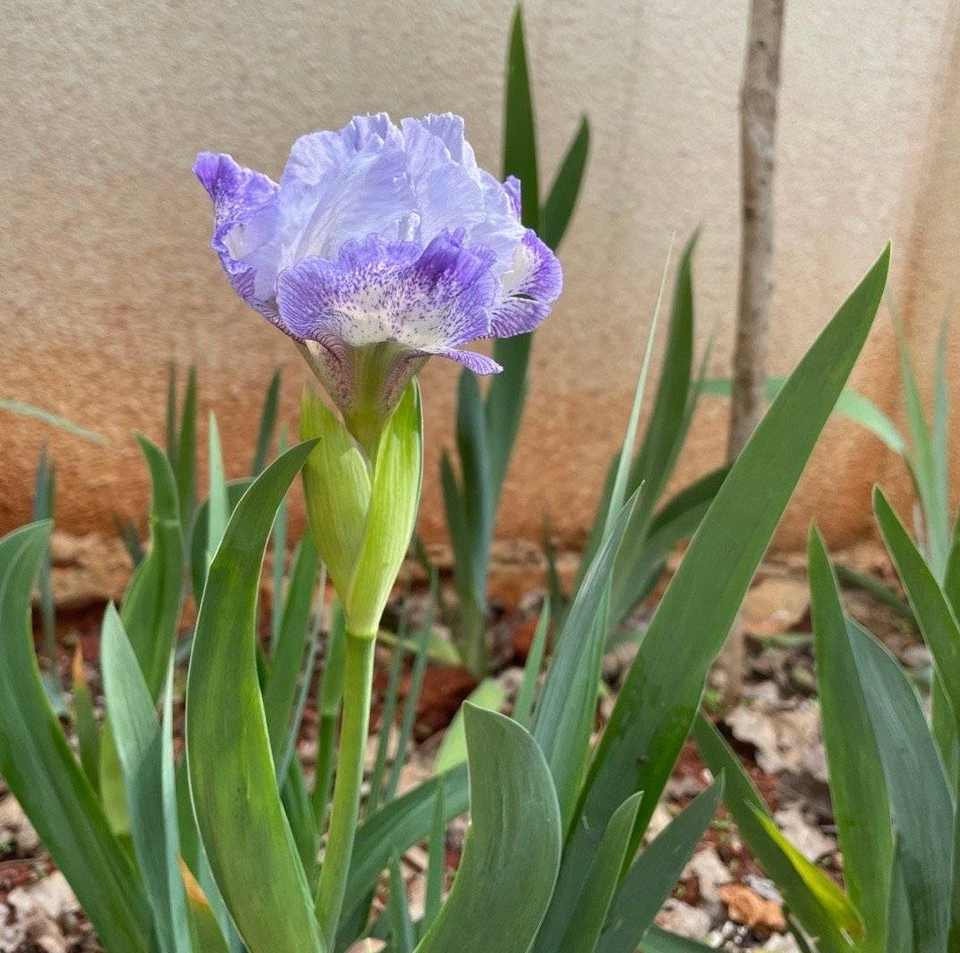 最好养的阳台5种花,适合南方室内养的50种花