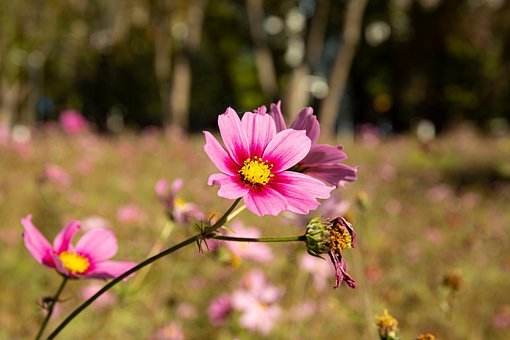 明天自有明天的忧愁,把明天的烦恼交给明天