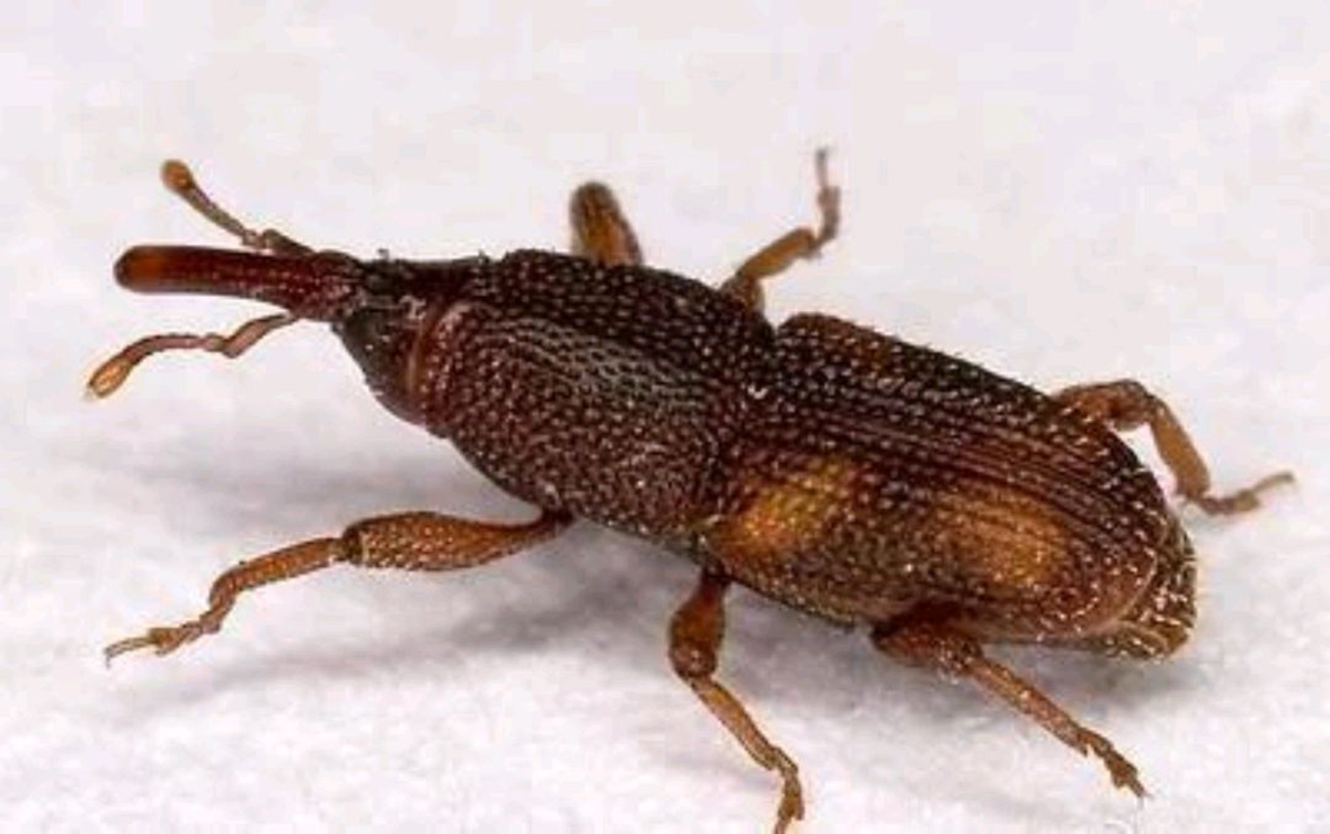 为什么别的食品也会出现米象,米象是如何感知到家里的食物的