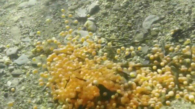 三文鱼水光真假分辨,哪种才是真正的三文鱼