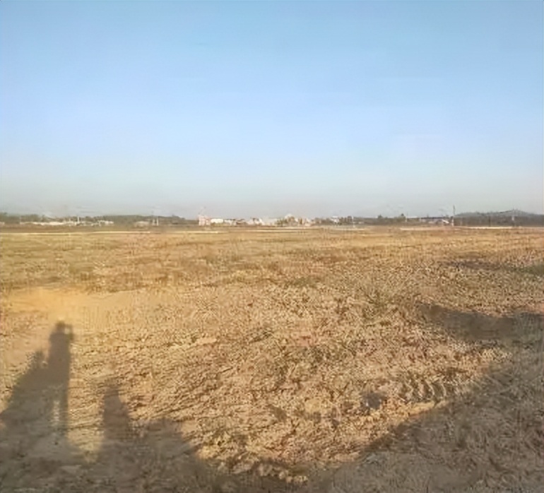 日本人山东租1500亩地的故事 (2006年日本人在山东租50亩地)