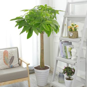 客厅适合的花草,适合客厅的花草