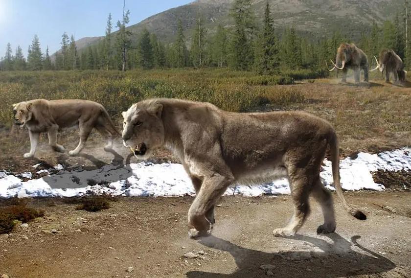 史上最大猫科动物体型排行,最强猫科动物排名狮子