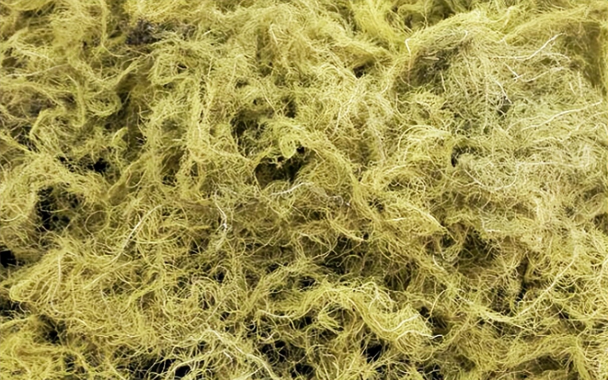 带你识别老君须、松萝