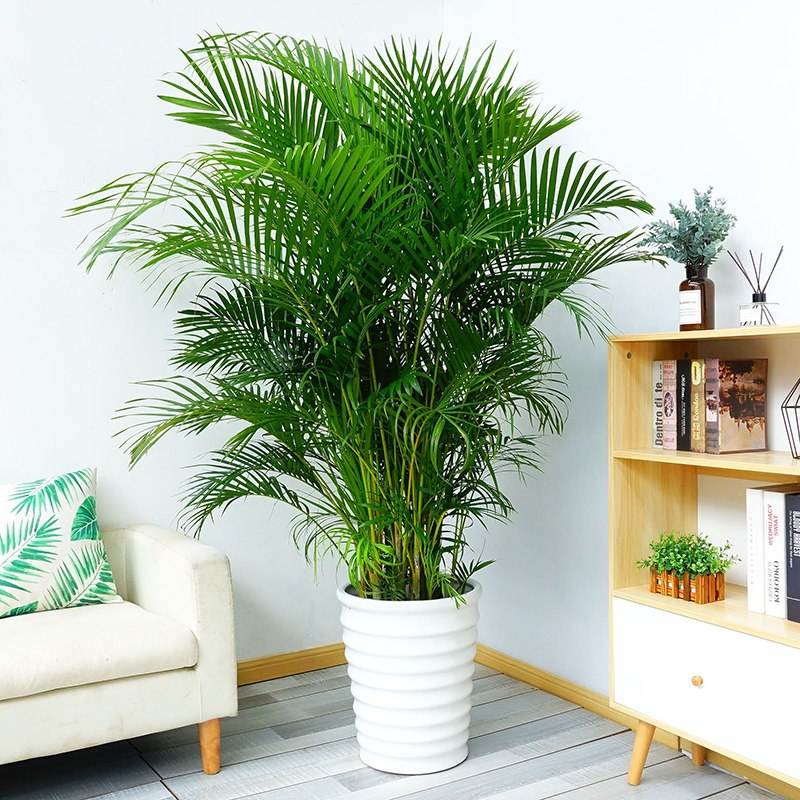 适合在家里养的净化空气的花,家里养什么花能净化空气