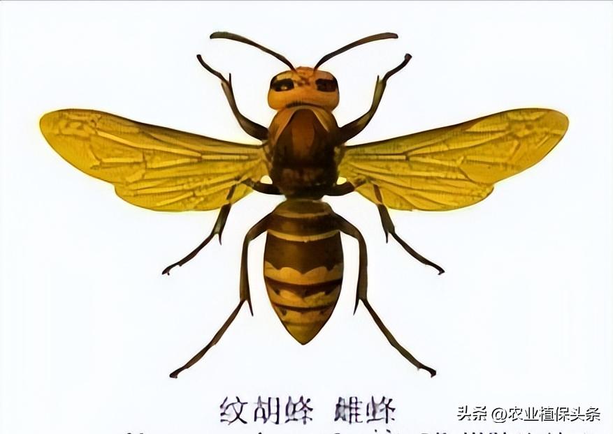 螨类害虫的农业防治措施,农业昆虫与害虫防治