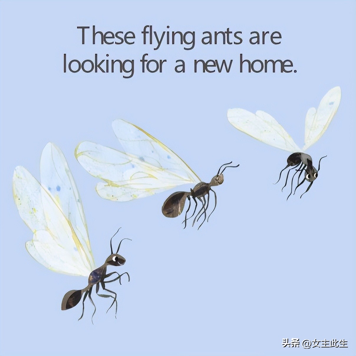 认识小动物的英语绘本,关于动物的英语绘本大全