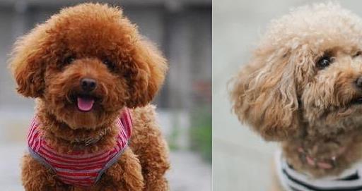 小泰迪生命很脆弱怎么办,小泰迪要注意哪些事项