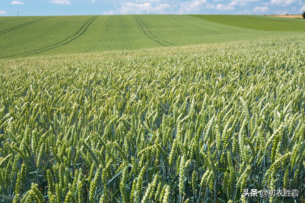 夏季田园风光七绝古诗,田园春景最好的诗