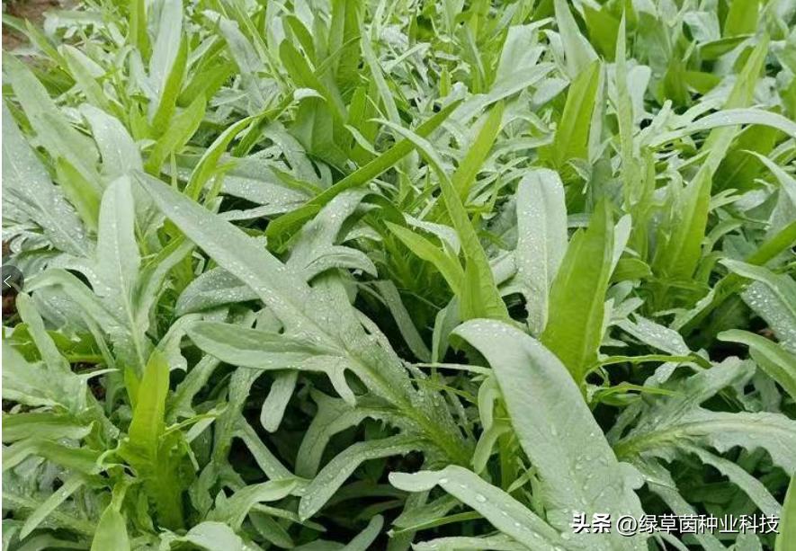 养猪牧草哪个品种最好,牧草养猪更赚钱