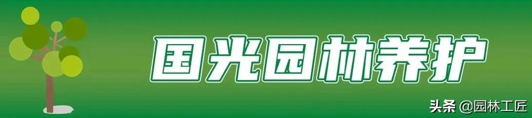草坪冬季养护工作,北京地面越冬耐寒草坪