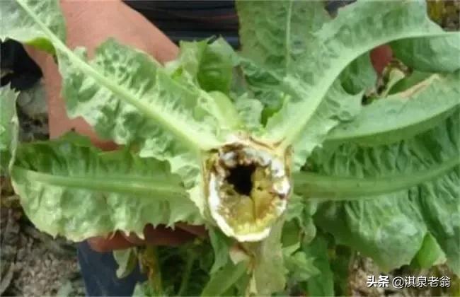 莴苣裂茎的原因,莴苣裂口用哪些药防治