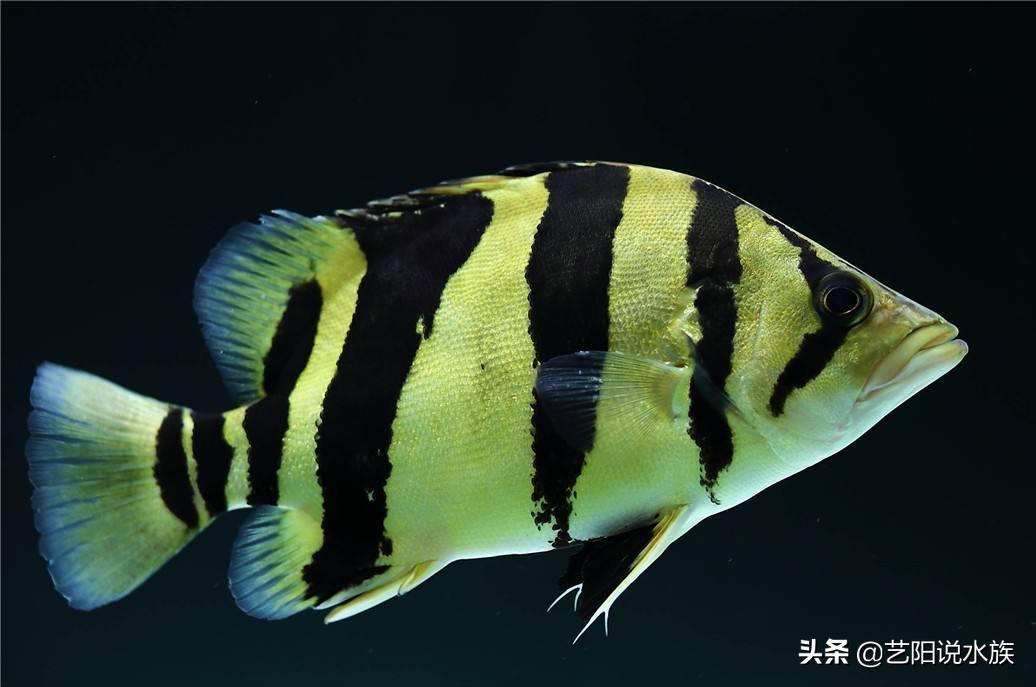 为什么要养虎鱼,纯泰虎和虎鱼的区别