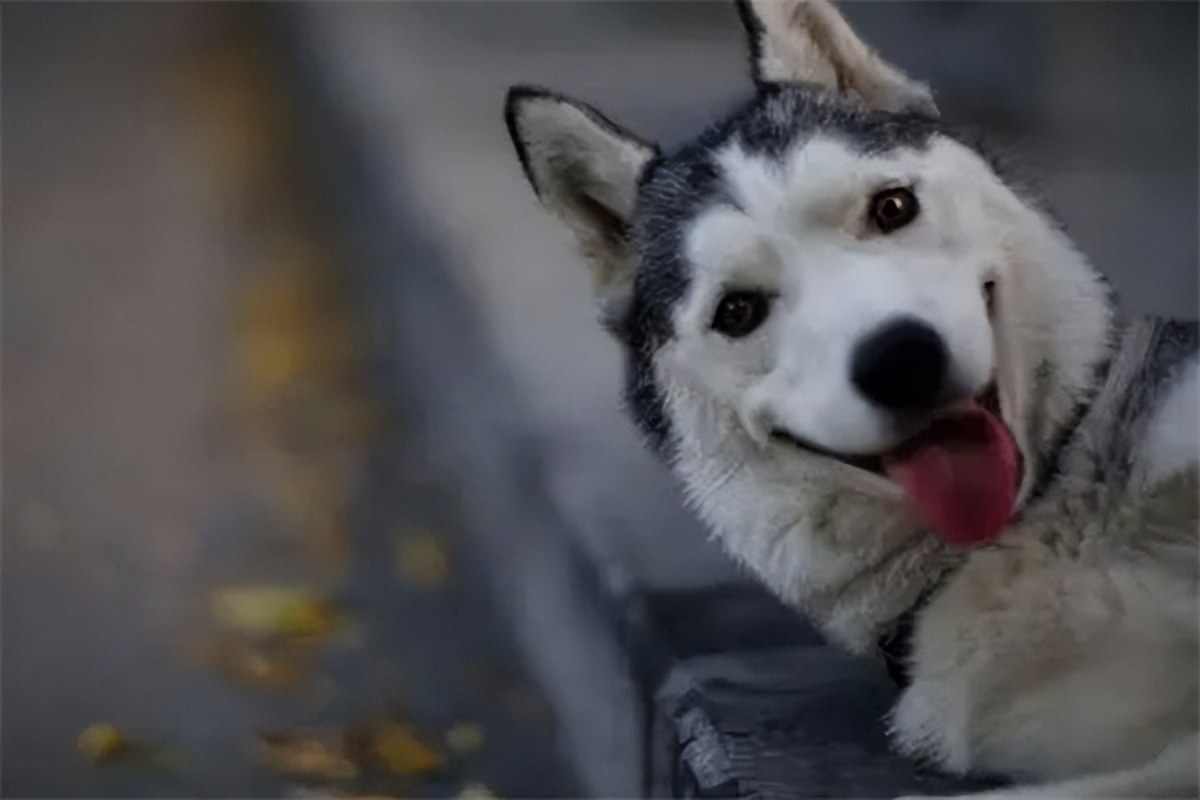 哈士奇多少钱一只最便宜的,纯种哈士奇价格是多少钱一只