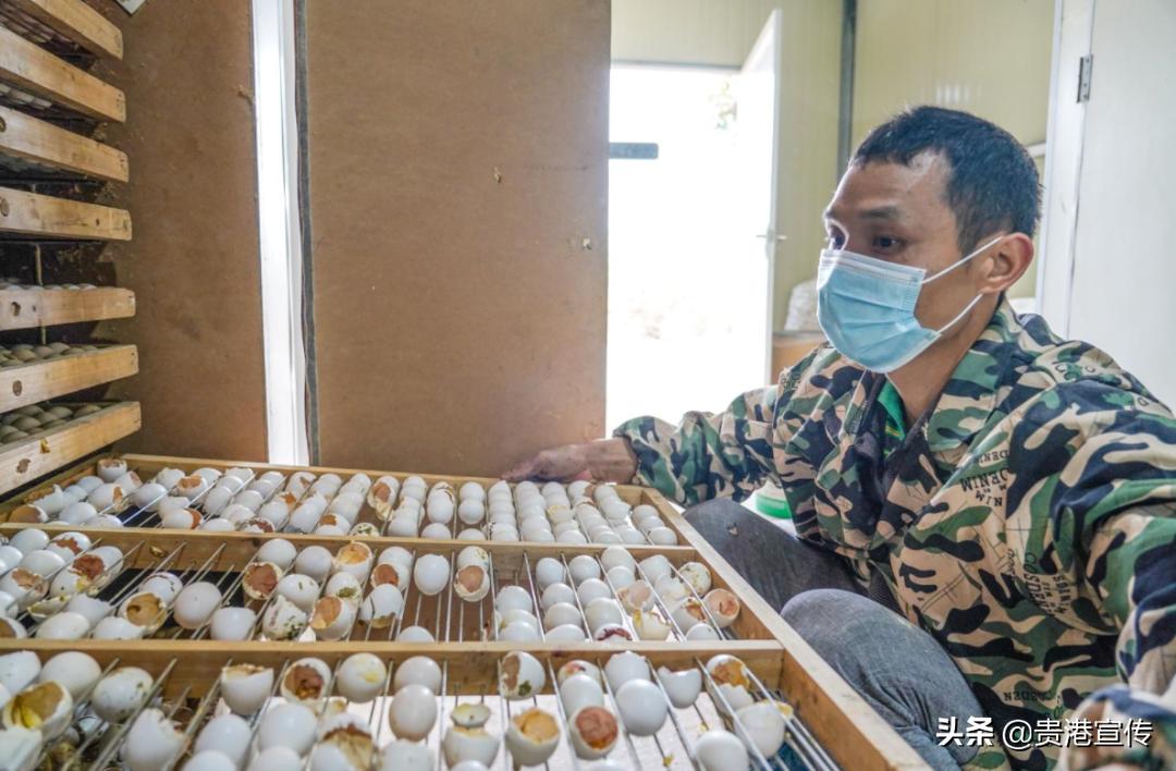 广西贵港鸽王,贵港鸽大王