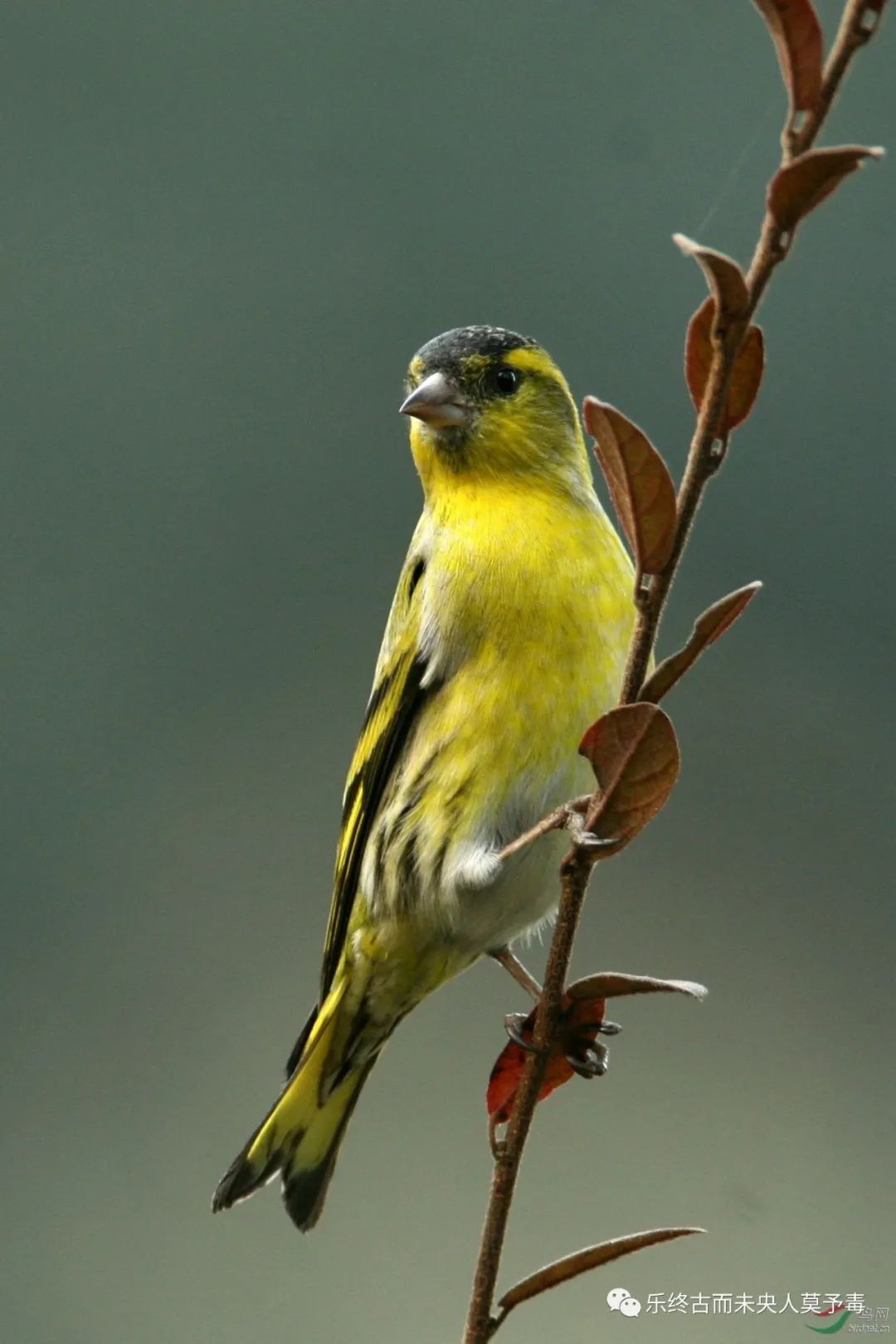 螳螂捕蝉文言文吴王欲伐荆翻译,螳螂捕蝉文言文五年级