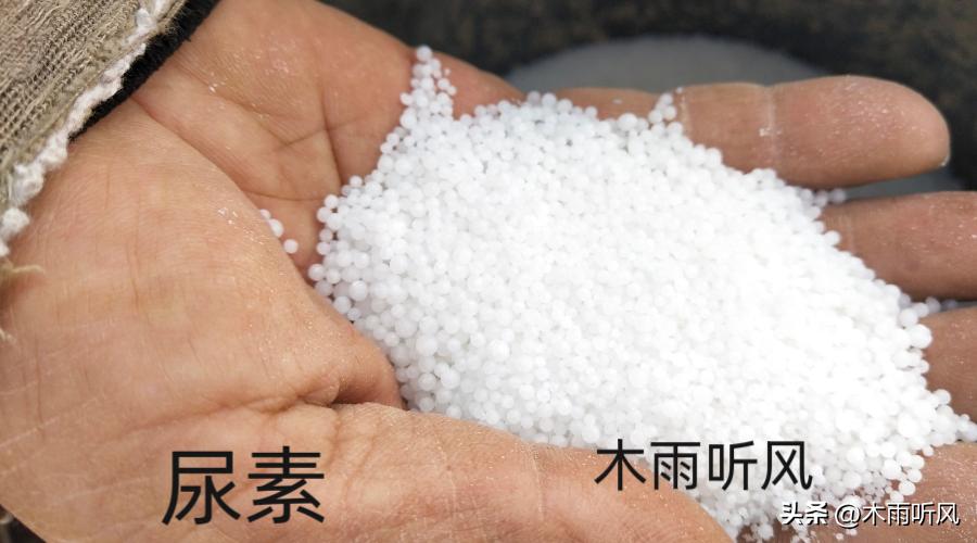 水稻施氮肥危害,氮肥过多对水稻后期有什么影响