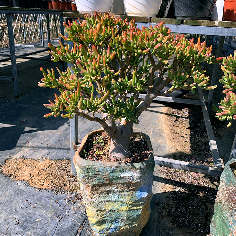 养什么花老桩值钱,这些花养成老桩就值钱了