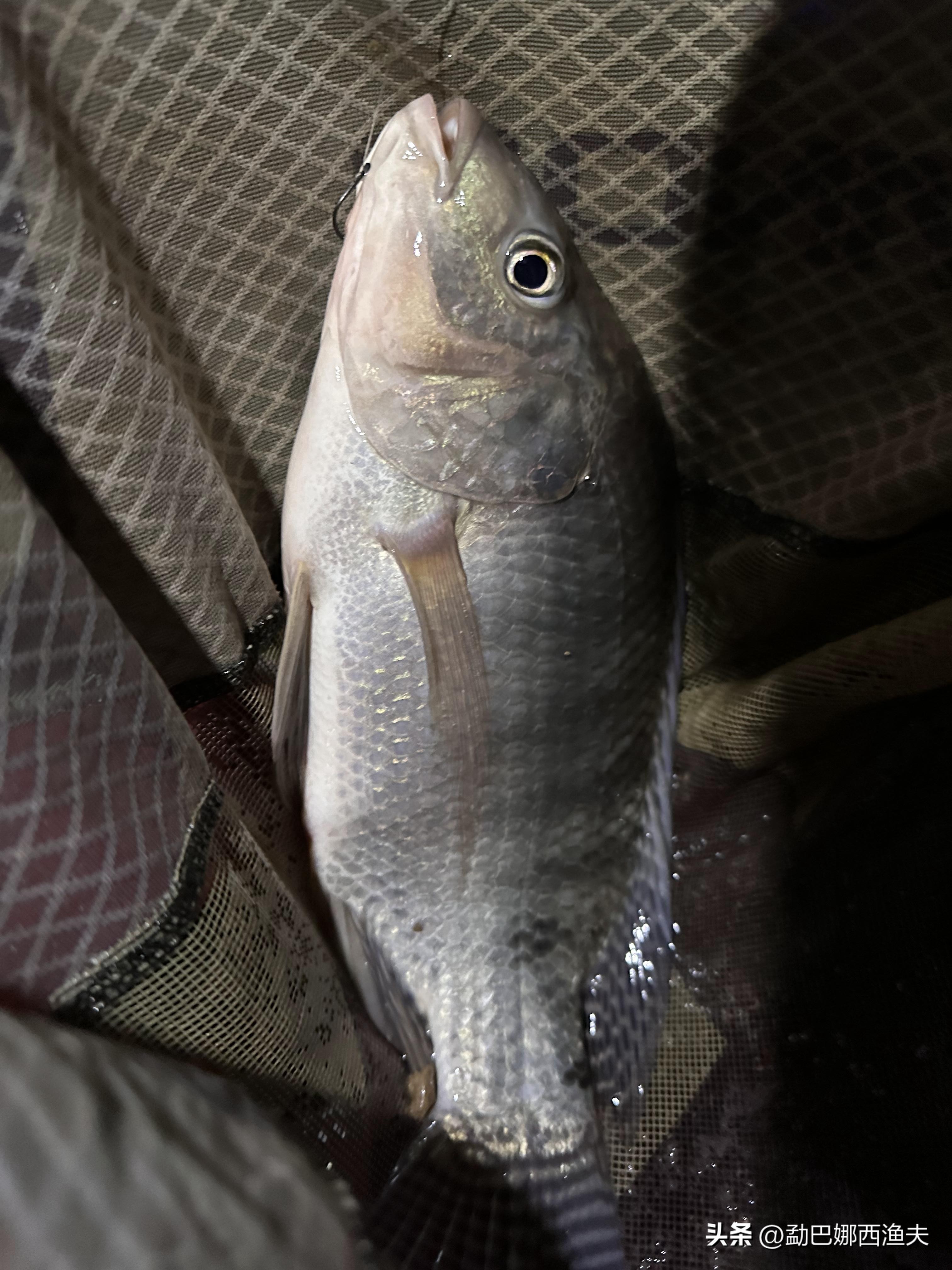 2020万峰湖野钓大罗非,万峰湖陇纳村野钓大罗非