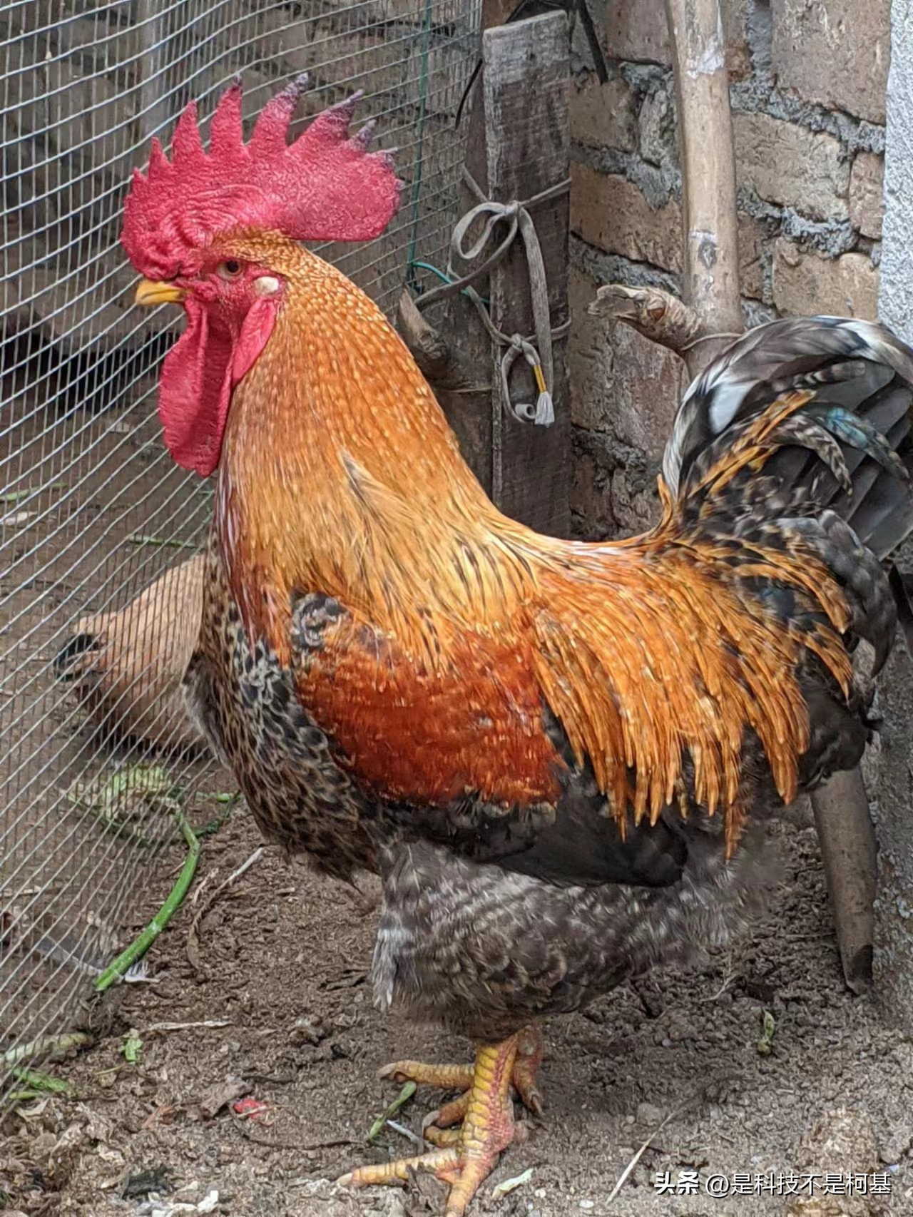 小米8是否是旗舰,廉颇老矣尚能饭否实况