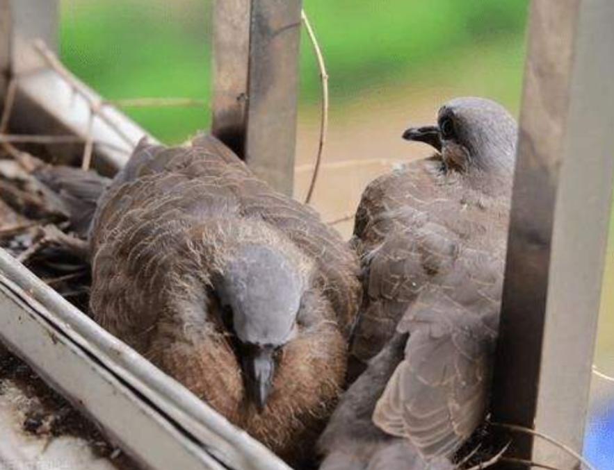 中国常见的斑鸠,斑鸠为何很少看到斑鸠巢穴